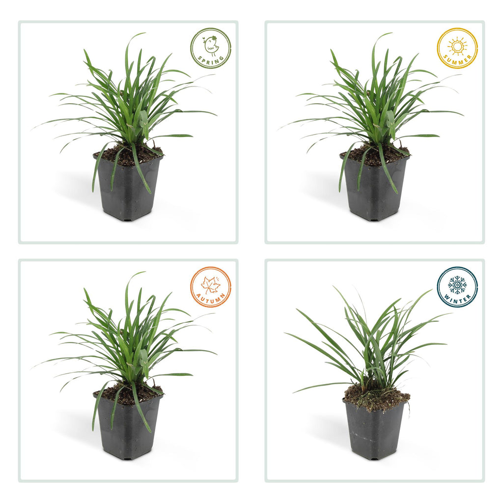 6x Liriope muscari 'Big Blue' - ↕10-25cm - Ø9cm