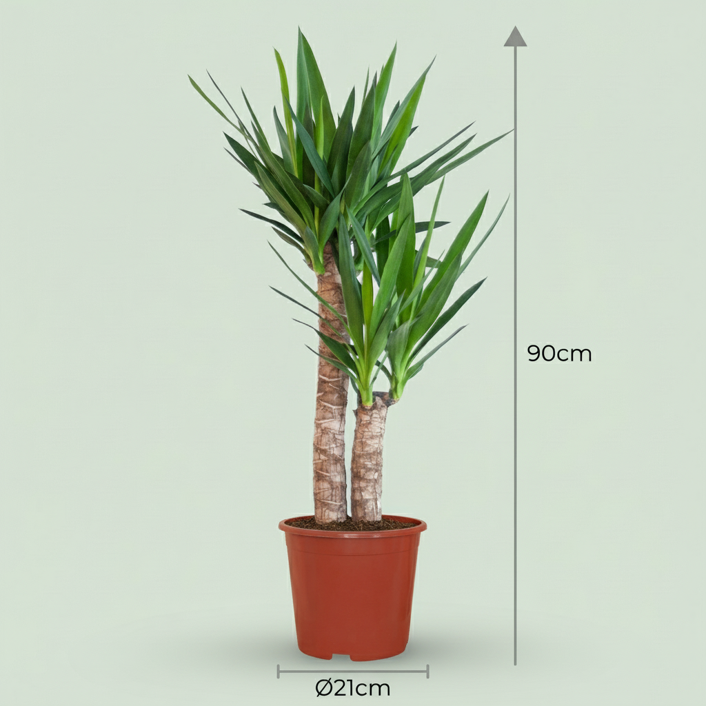 Kamerplant - Yucca (Palmlelie) - Yucca Elephantipes - Groen - Weinig onderhoud - 1 Plant - Pot 21cm - Hoogte 80 - 90cm