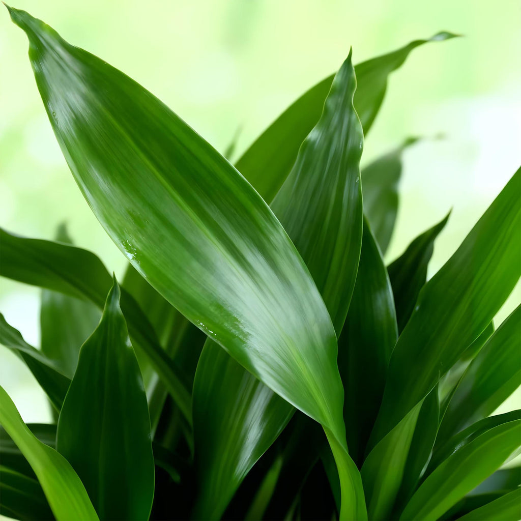 Green is... Kamerplanten - Dracaena fragrans Steudneri - Drakenbloedboom - Weinig onderhoud - Groen - 1 Plant - Pot 17cm - Hoogte 50-55cm