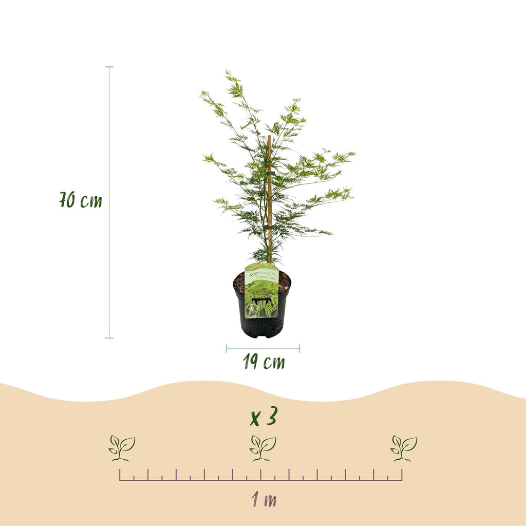 Terrasplant - Japanse Esdoorn - Acer palmatum Emerald Lace - Groen - 1 Plant - Bladverliezend - Pot 19cm Hoogte 70cm