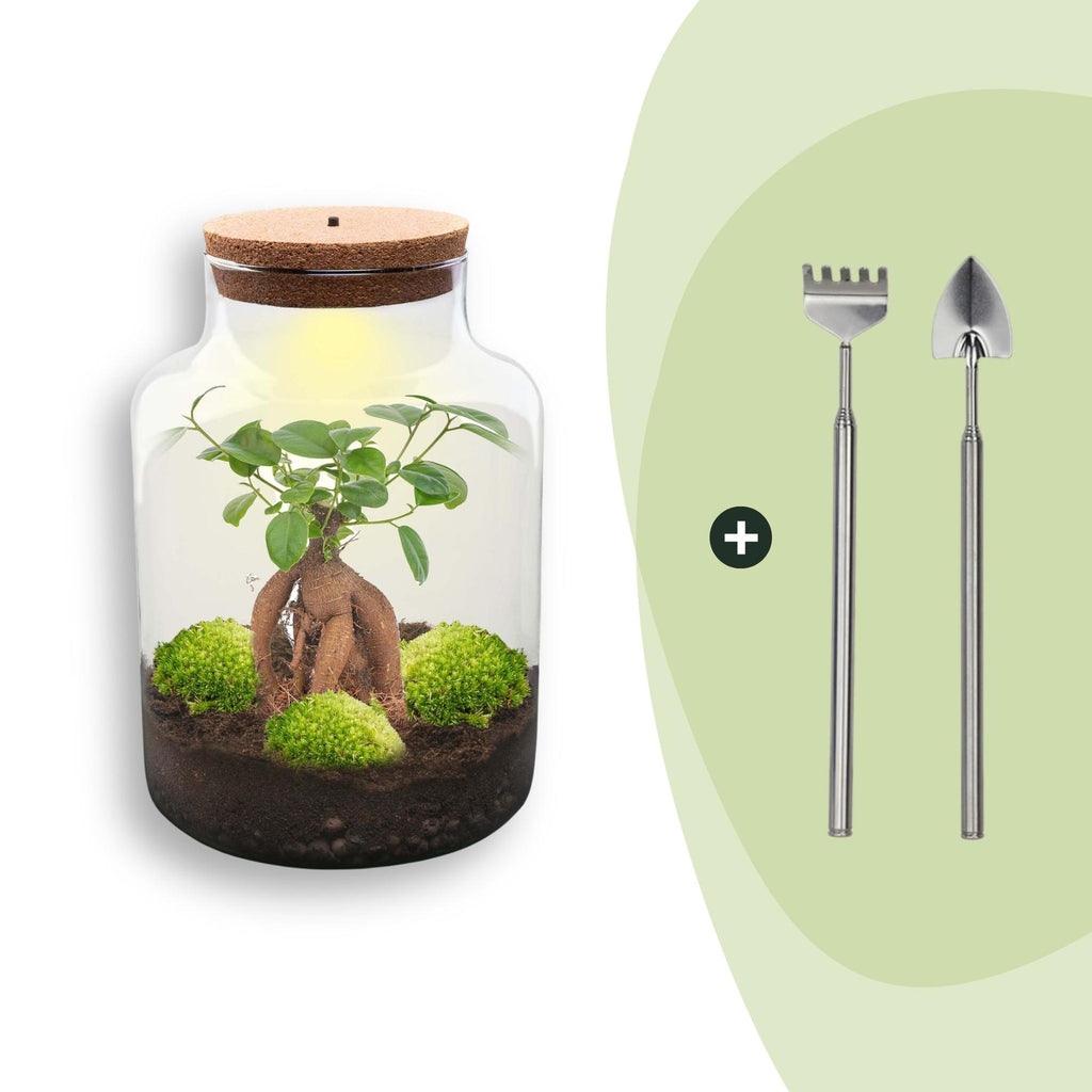 DIY Planten terrarium met licht - Milky Bonsai - Ø 21 cm ↑ 30 cm - Rake + Shovel