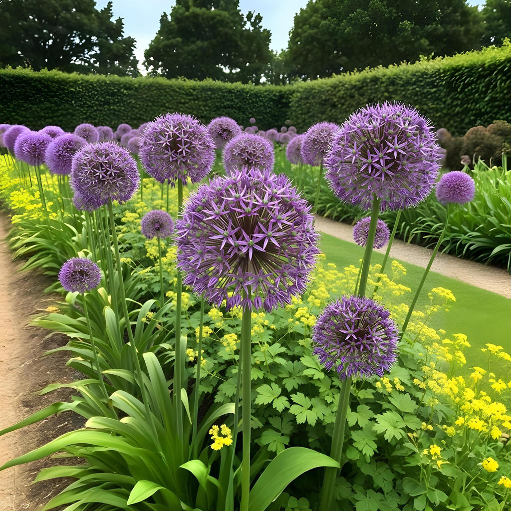 Bloembollen - Allium Christophii - Kleur Paars - 15 stuks - Bolmaat 10/2 - XXL Pack