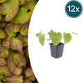 12x Epimedium perralc. 'Frohnleiten' - ↕10-25cm - Ø9cm