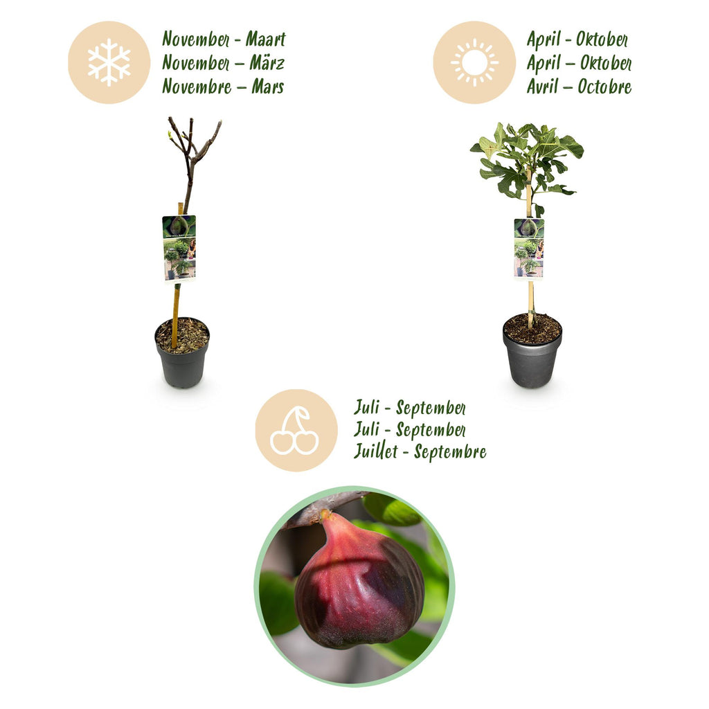 Plant op Stam - Ficus carica Brown Turkey - Terras Plant - Bladverliezend - Winterhard - Groene Vrucht - Pot 19cm Hoogte 90cm