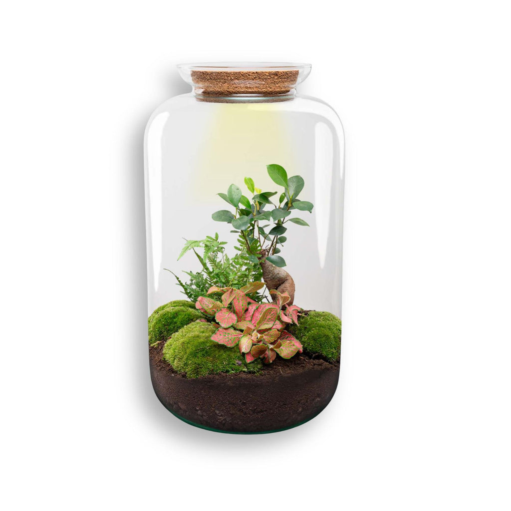 DIY terrarium - Sven XL Bonsai - Met verlichting - ↕ 43 cm - Normal