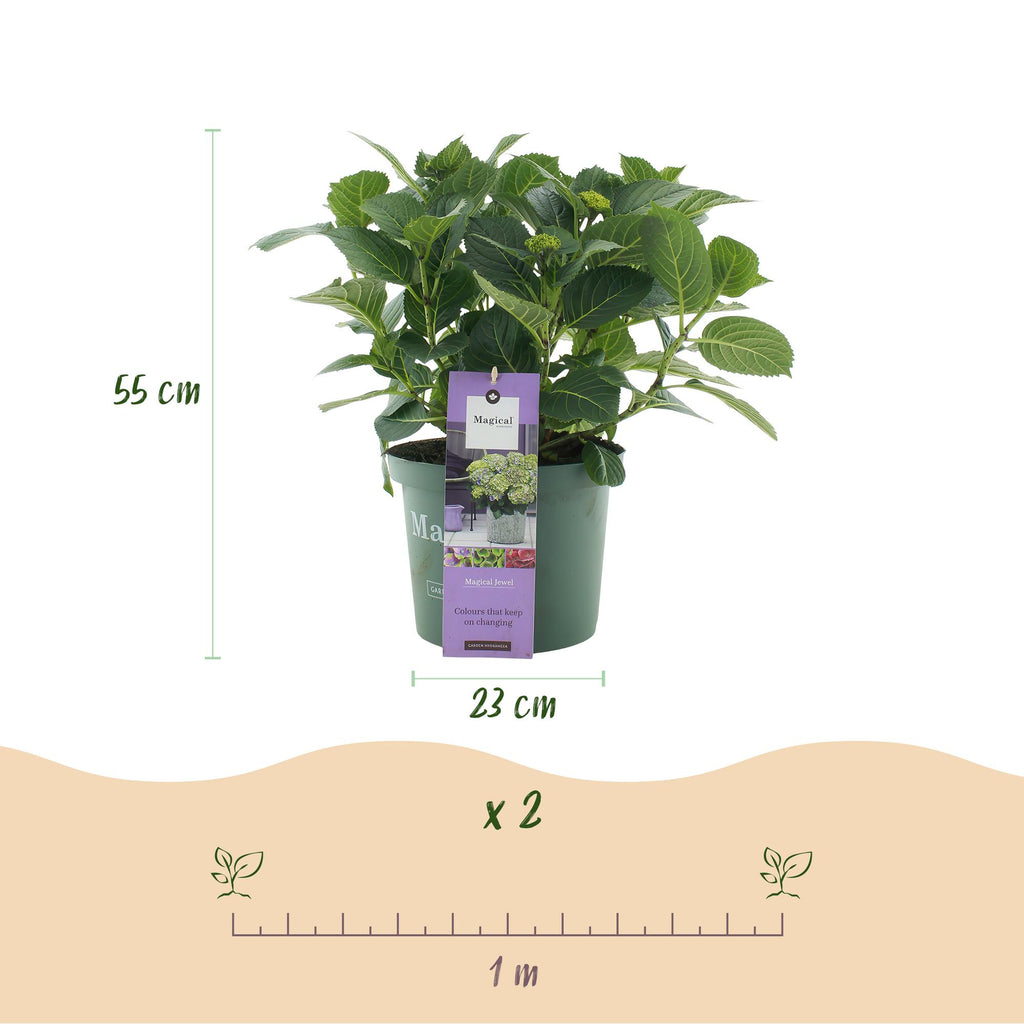 Terrasplant - Hortensia - Hydrangea Magical Jewel Blue - Blauw - 6-10 Bloemen - 2 Planten - Pot 23cm Hoogte 55cm