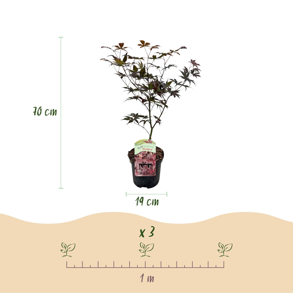 Terrasplant - Japanse Esdoorn - Acer palmatum Bloodgood - Rood - 1 Plant - Bladverliezend - Pot 19cm Hoogte 70cm