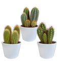 Cereus mix 10,5cm - 3x - in witte pot