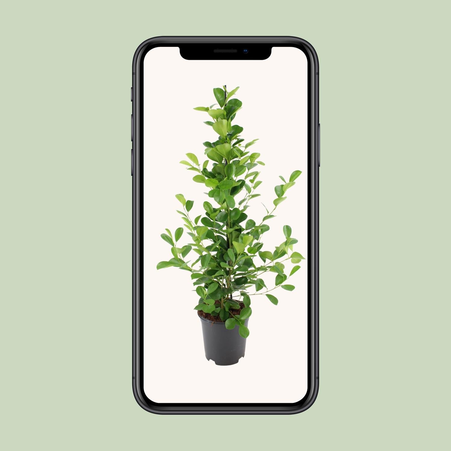 Ficus microcarpa Moclame - Ø21cm - ↕95cm