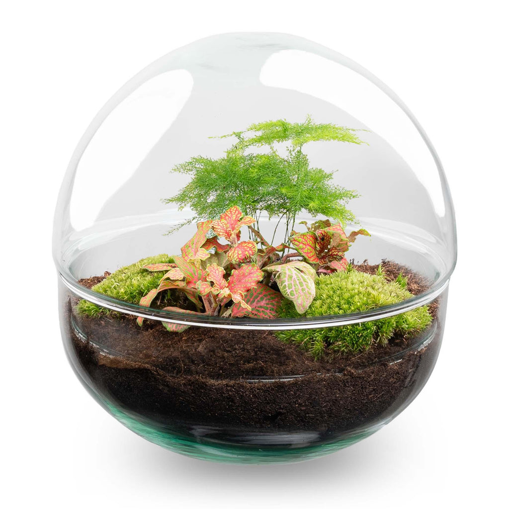 DIY Planten terrarium tweedelig bolglas - Dome Red - Ø 20 cm ↑ 20 cm   - Rake + Shovel