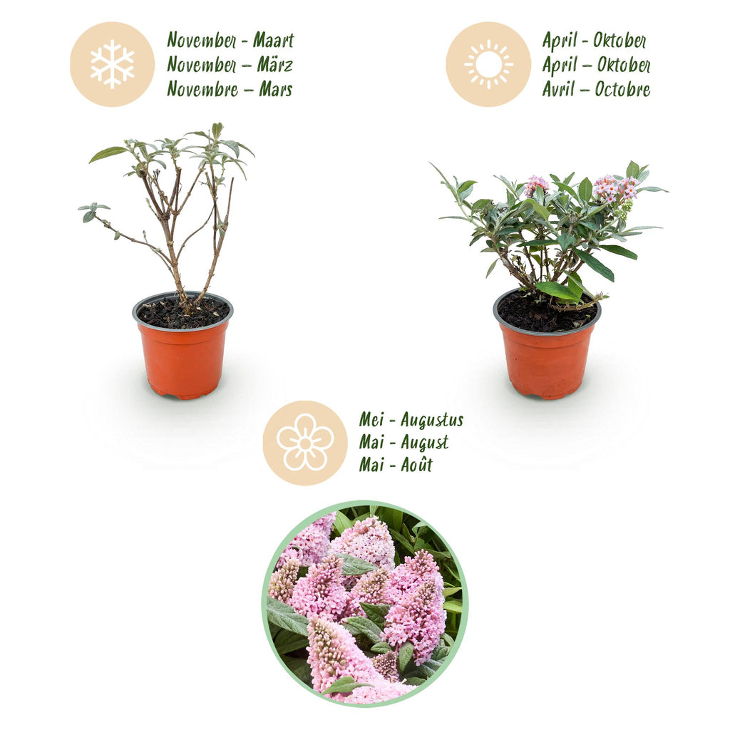Tuinplant - Buddleja davidii Butterfly Candy Little Pink - Vlinderstruik - Compact - Roze - 1 Plant - Pot 12cm - Hoogte 20-25cm