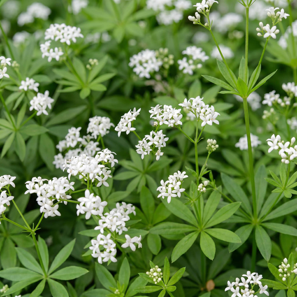 Vasteplant - Galium odoratum - Walstro - Bodembedekkend - Wit - 12 Planten - Pot 11cm - Hoogte 15-25cm