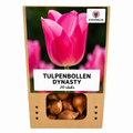 Tulpenbollen Dynasty – 20 Stuks | KH Bloembollen® | Roze Tulp – Elegant & Vol – Voor Tuin of Pot – Maat 11/12 – Vers van de Teler