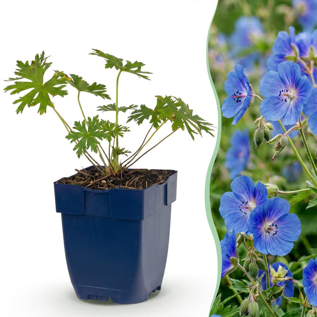 Vasteplant - Geranium Johnson's Blue - Ooievaarsbek - Bodembedekkend - Blauw - 3 Planten - Pot 11cm - Hoogte 15-25cm