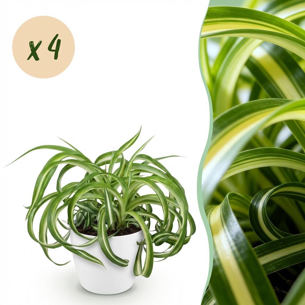 Kamerplant - Chlorophytum comosum Bonnie - Krullende Graslelie - Huisdiervriendelijke Plant - Groen - 4 Planten - met Potter Wit - Pot 12cm - Hoogte 20cm