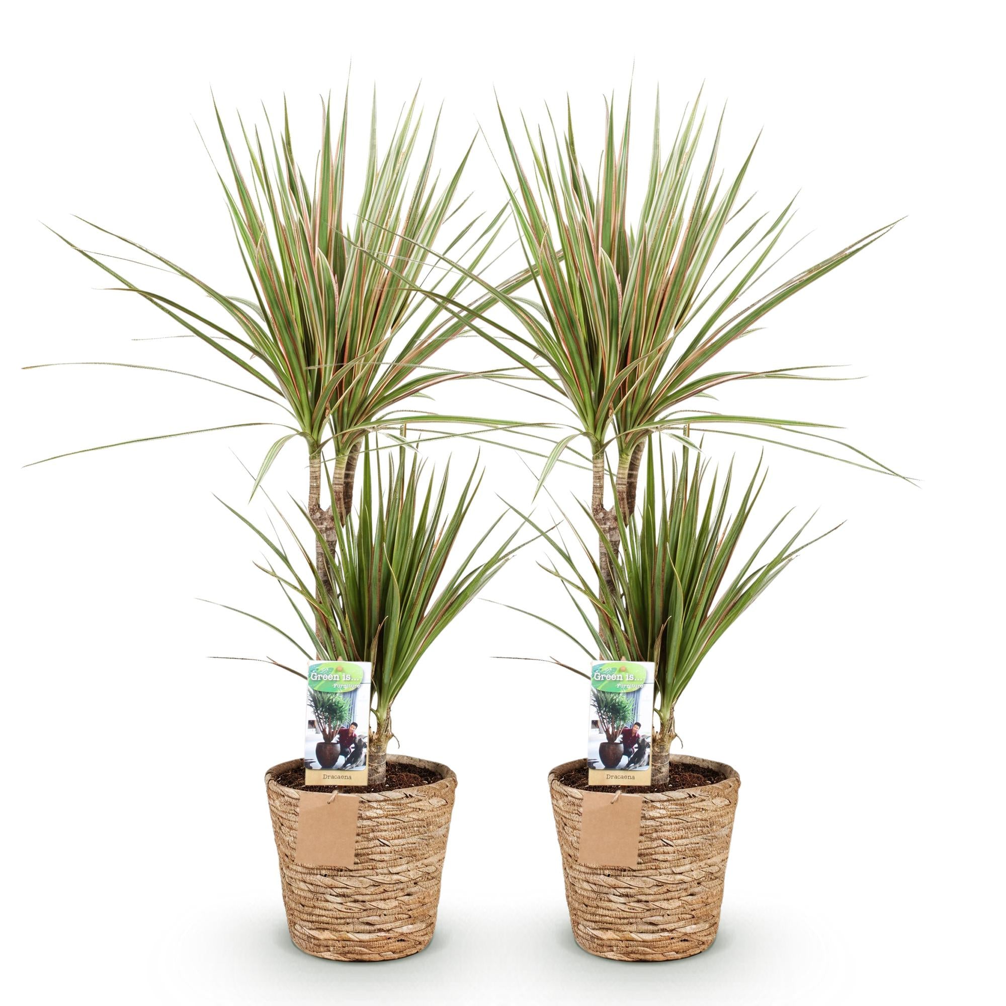 Green is... Kamerplanten - Dracaena Sunray - Drakenbloedboom - Weinig onderhoud - met mand - Groen - 2 Planten - Pot 17cm - Hoogte 70-75cm