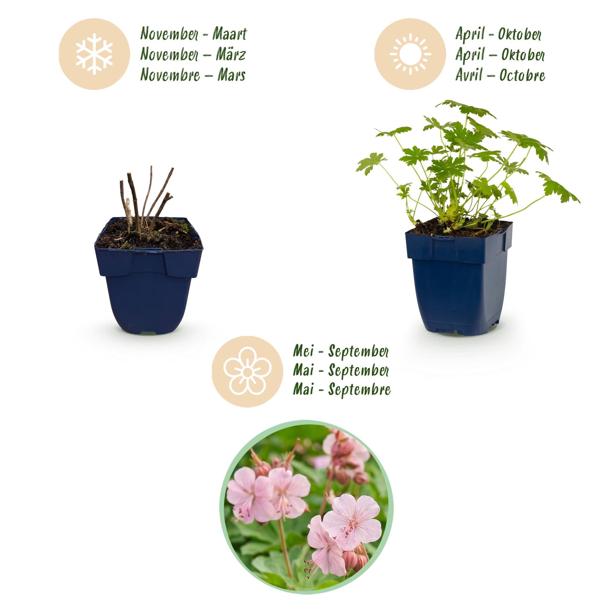 Vasteplant - Geranium macr. Ingwersen's Variety - Ooievaarsbek - Bodembedekkend - Licht Roze - 6 Planten - Pot 11cm - Hoogte 15-25cm