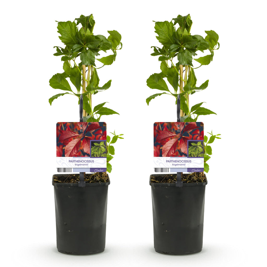 Wilde Wingerd - Parthenocissus Engelmannii - Blad Groen later Rood - Weinig onderhoud - 2 planten - Pot 11cm Hoogte 40cm