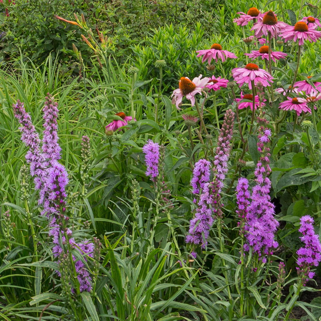 Vasteplant - Borderpakket - Bijen en vlinderlokkend - Diversen - Soorten en kleuren - 6 Planten - Pot 11cm - Hoogte 15-25cm