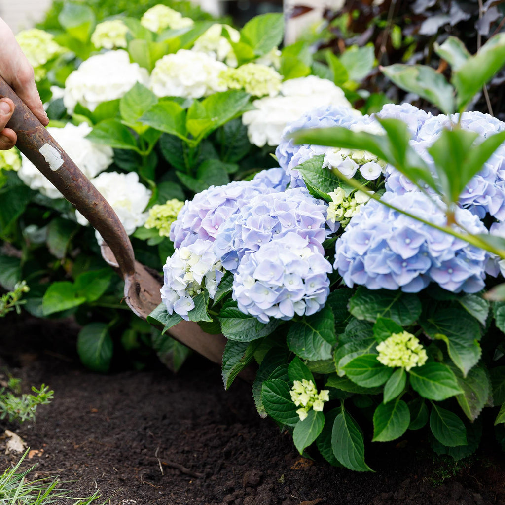 Terrasplant - Hortensia - Hydrangea Forever & Ever - Blauw - 7-12 Bloemen - Pot 23cm Hoogte 55cm