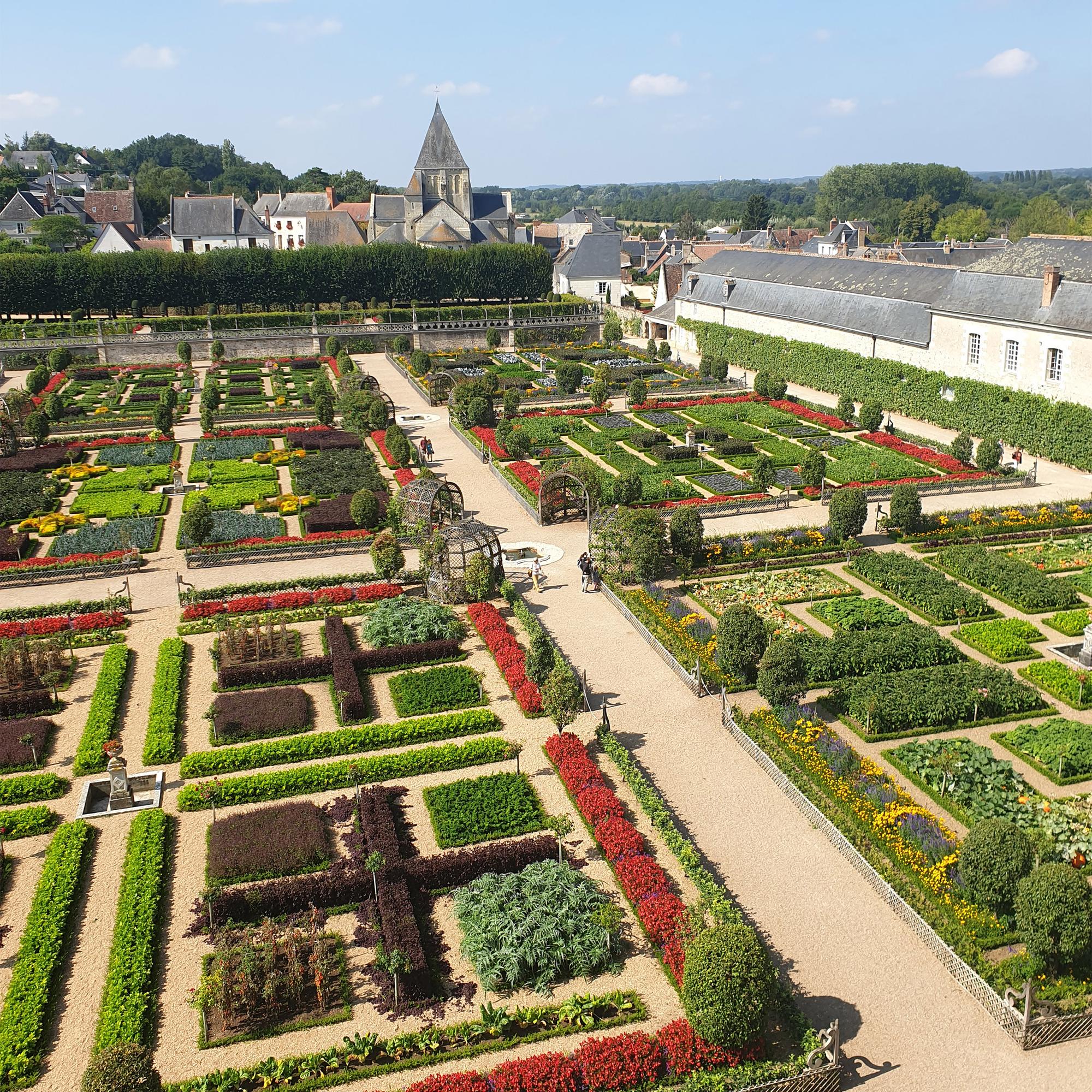 Buxus Haag - BetterBuxus Babylon Beauty - Resistant tegen de Buxus schimmel - 12 planten - 2 strekkende meter - pot 13cm hoogte 30-35