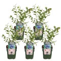 5x - Vaccinium corymbosum 'Reka' - ↨45cm - Ø13