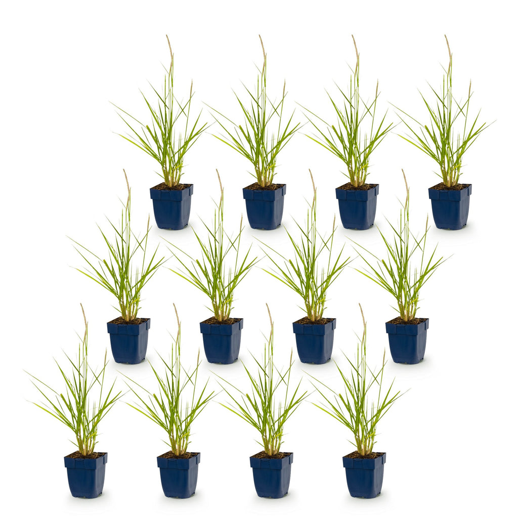 Grassen - Pennisetum or. Fairy Tales - Lampenpoetsergras - Met Pluim - Groen - 12 Planten - Pot 11cm - Hoogte 15-25cm
