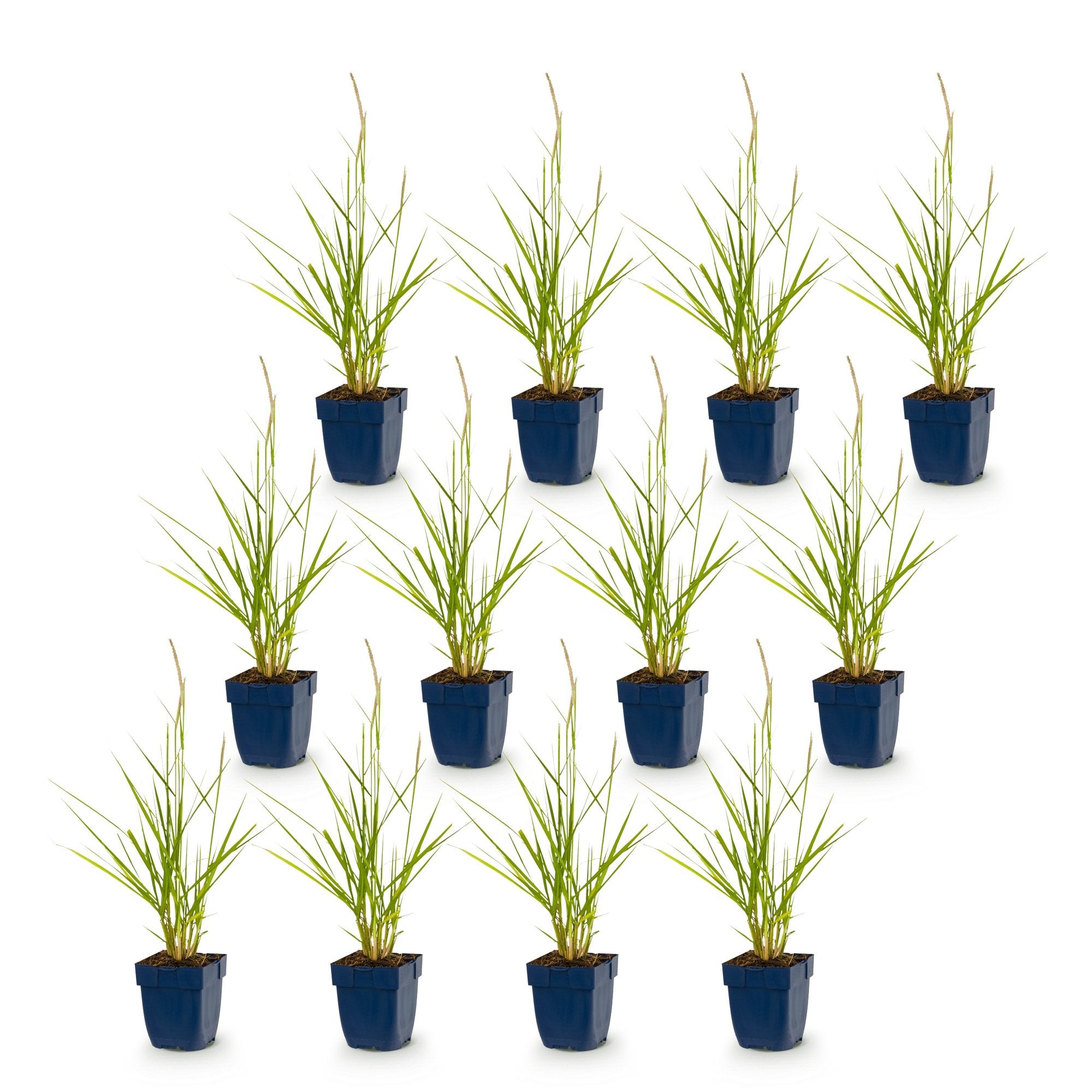 Grassen - Pennisetum or. Fairy Tales - Lampenpoetsergras - Met Pluim - Groen - 12 Planten - Pot 11cm - Hoogte 15-25cm