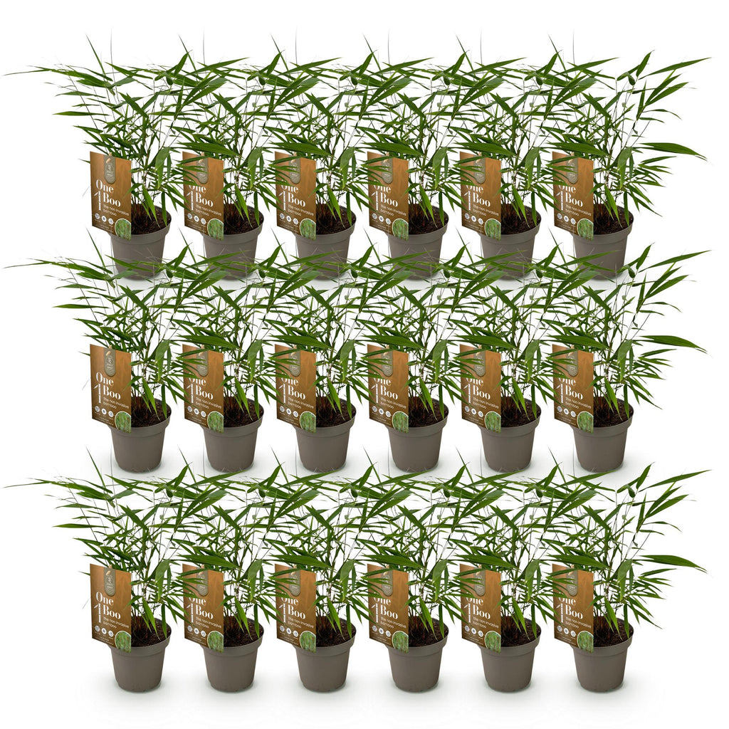 Bamboe - Fargesia Asian Wonder - Bladhoudend - Niet Woekerend - Groen - 18 Planten - Pot 14cm - Hoogte 35cm
