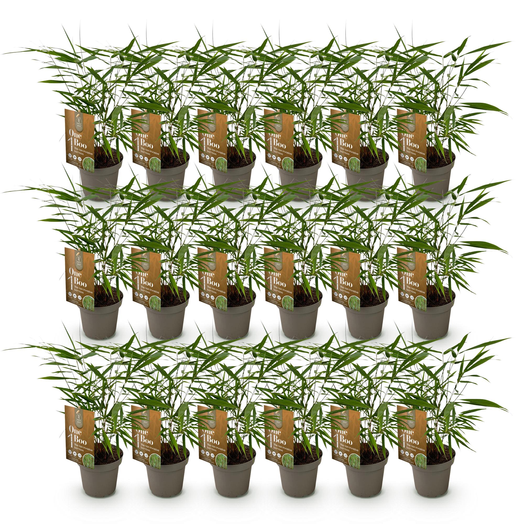 Bamboe - Fargesia Asian Wonder - Bladhoudend - Niet Woekerend - Groen - 18 Planten - Pot 14cm - Hoogte 35cm