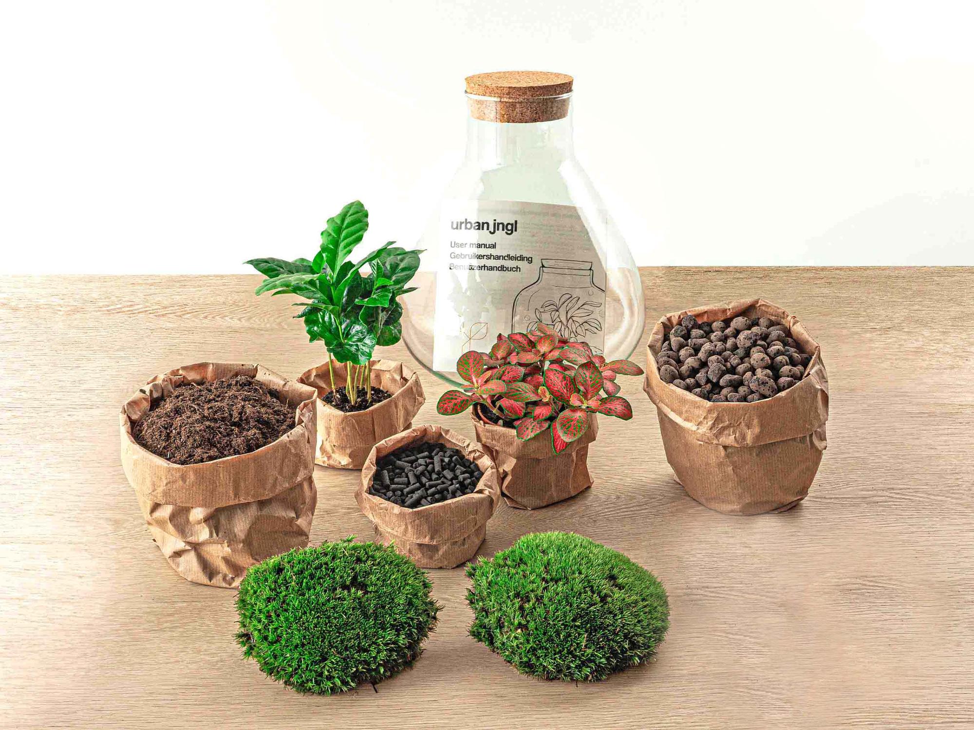 DIY terrarium - Sammie Coffea Red - Ø 22,5 cm ↑ 27 cm - No tools