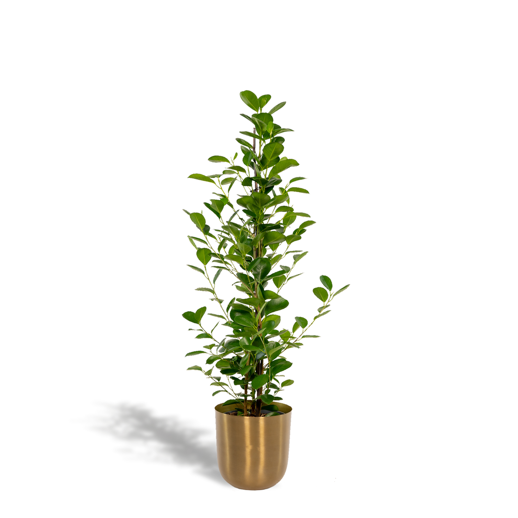 Ficus microcarpa Moclame - Ø21cm - ↕95cm + Pot Mayk Gold