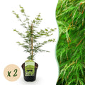 Terrasplant - Japanse Esdoorn - Acer palmatum Emerald Lace - Groen - 2 Planten - Bladverliezend - Pot 19cm Hoogte 70cm