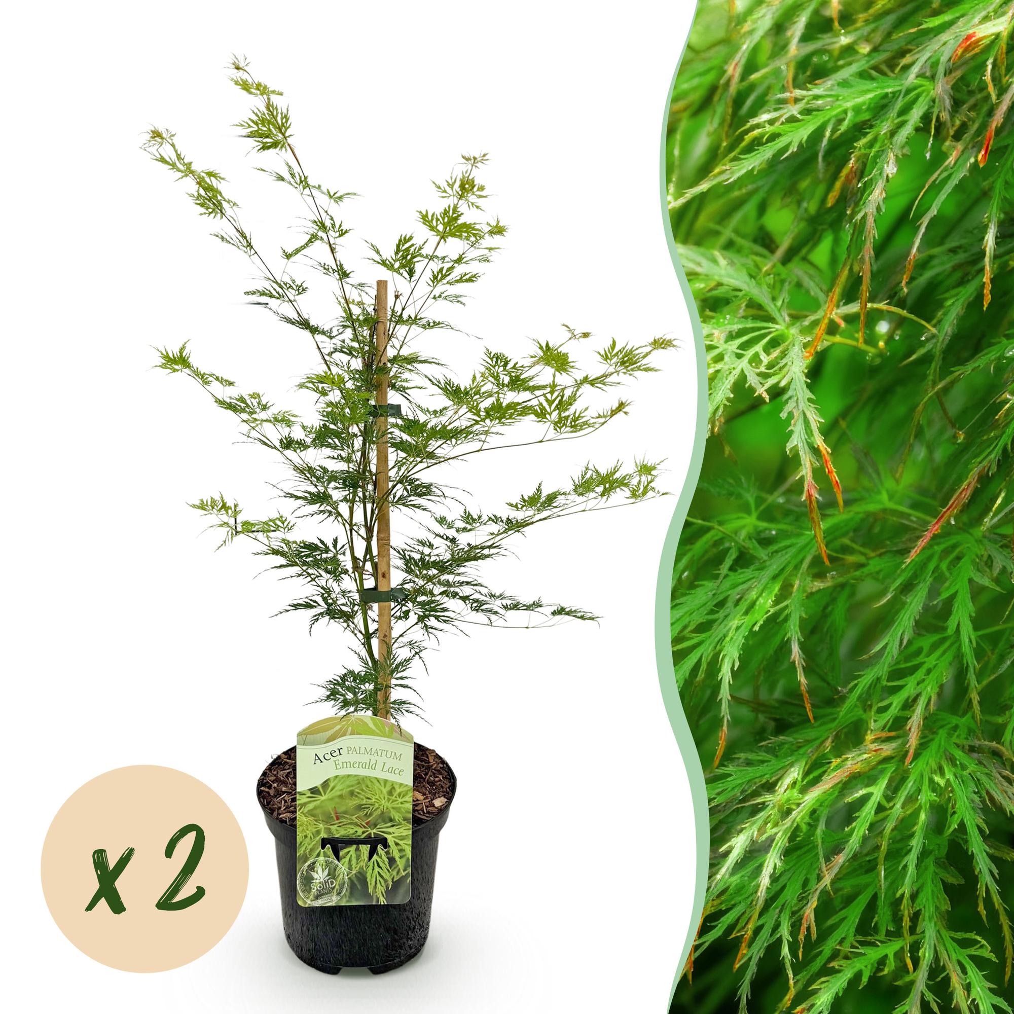 Terrasplant - Japanse Esdoorn - Acer palmatum Emerald Lace - Groen - 2 Planten - Bladverliezend - Pot 19cm Hoogte 70cm