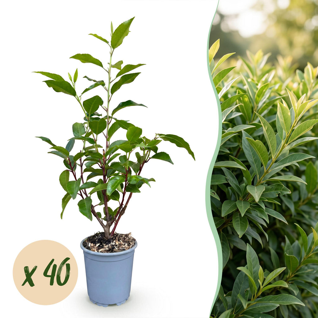 40x Prunus lusitanica Angustifolia - Portugese Laurier - Haagplanten - Groenblijvend - Groen - Pot 9cm - Hoogte 25-35cm