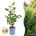 40x Prunus lusitanica Angustifolia - Portugese Laurier - Haagplanten - Groenblijvend - Groen - Pot 9cm - Hoogte 25-35cm