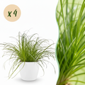 Kamerplant - Cyperus alternifolius Zumula - Kattengras - Huisdiervriendelijke Plant - Groen - 4 Planten - met Potter Wit - Pot 12cm - Hoogte 20cm