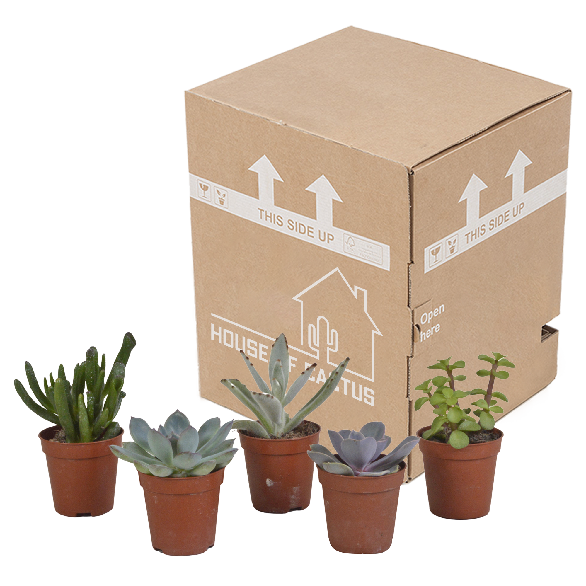 Vetplanten mix 5.5 cm - 5x - zonder pot