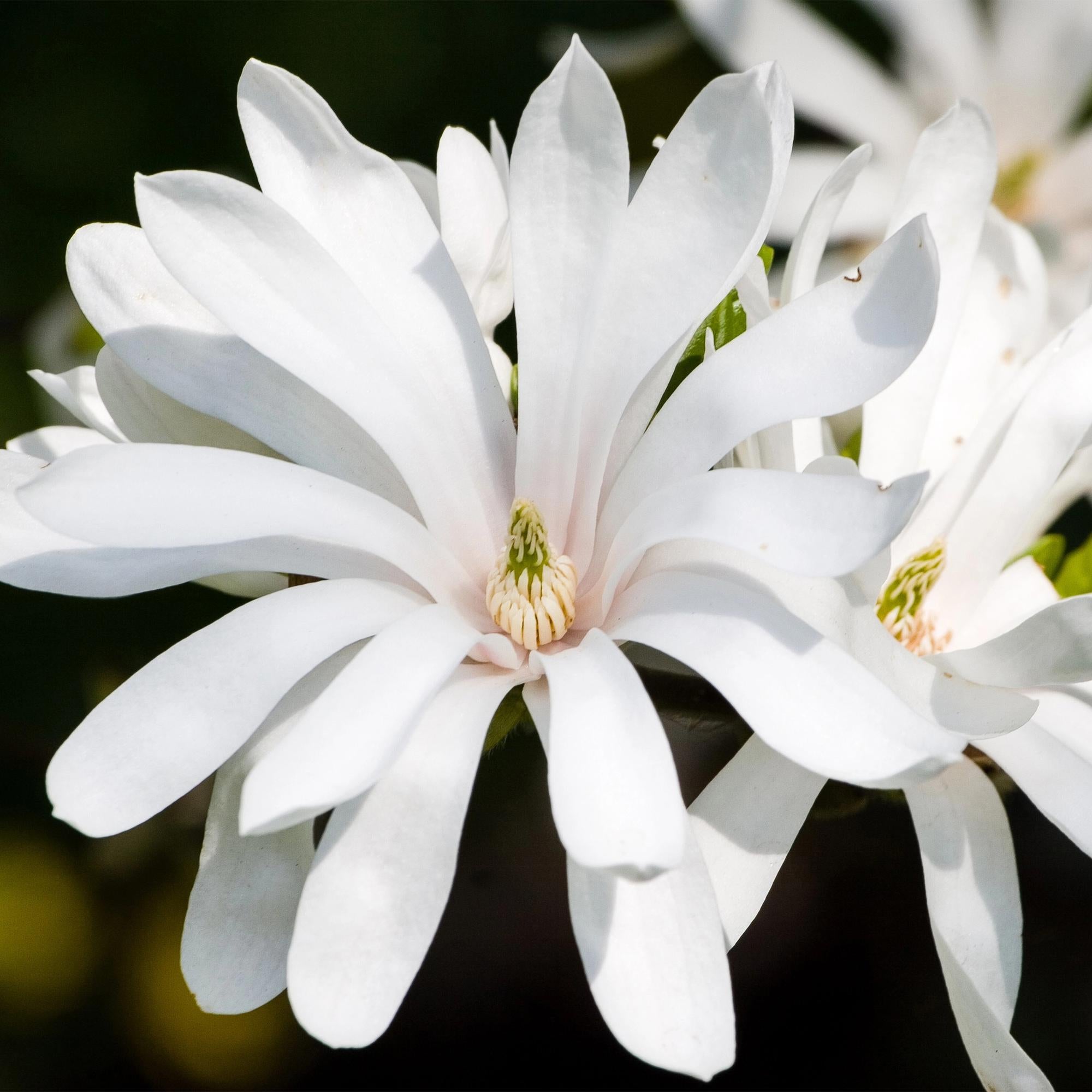 Tuinplant - Magnolia stellata Royal Star - Bloem Wit - 1 Plant - Bladverliezend - Weinig Onderhoud - Pot 12cm Hoogte 30cm