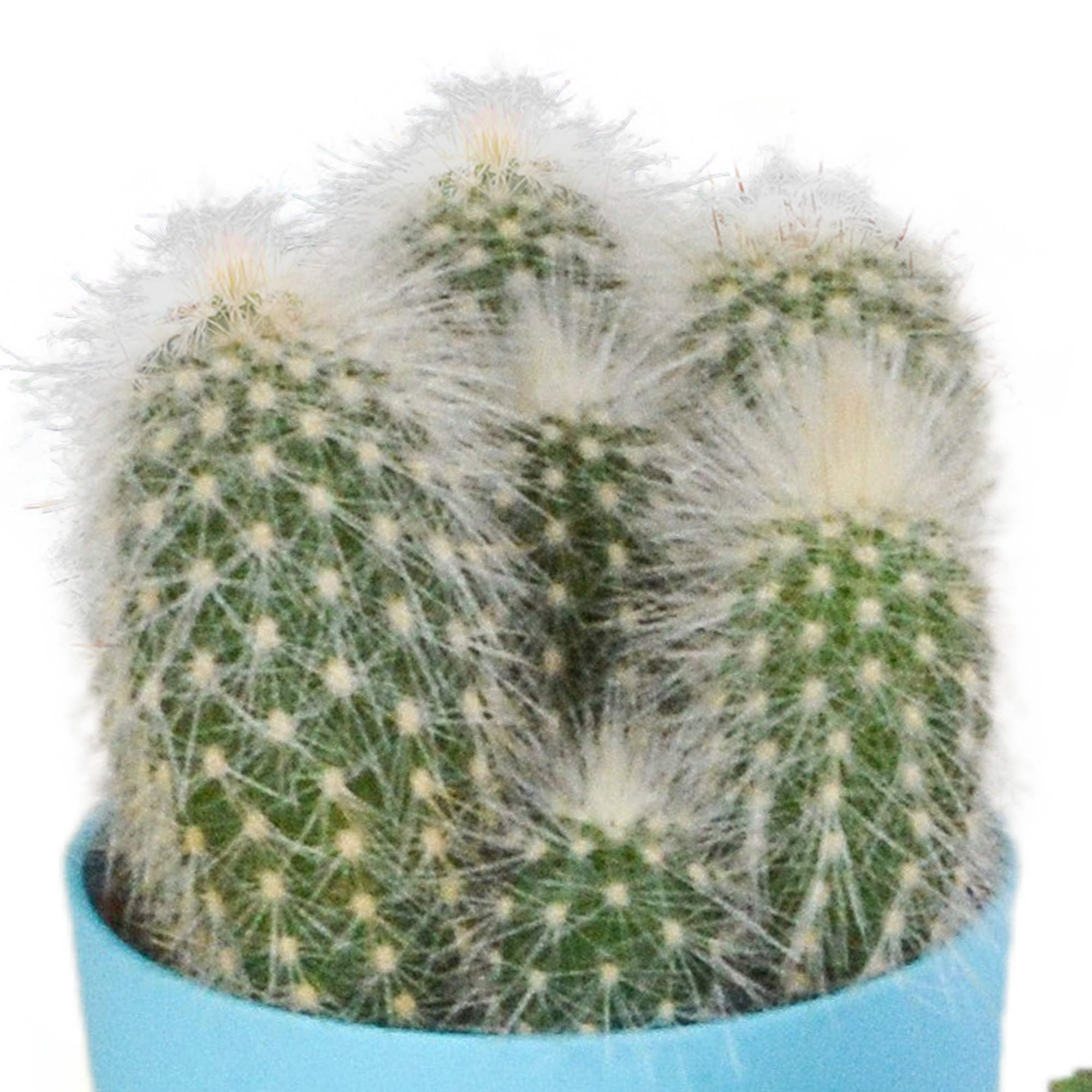 Cactus mix 5.5 cm - 5x - in gekleurde plasticpot