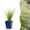 Grassen - Stipa tenuissima Ponytails - Vedergras - Groenblijvend - Groen - 12 Planten - Pot 11cm - Hoogte 15-25cm