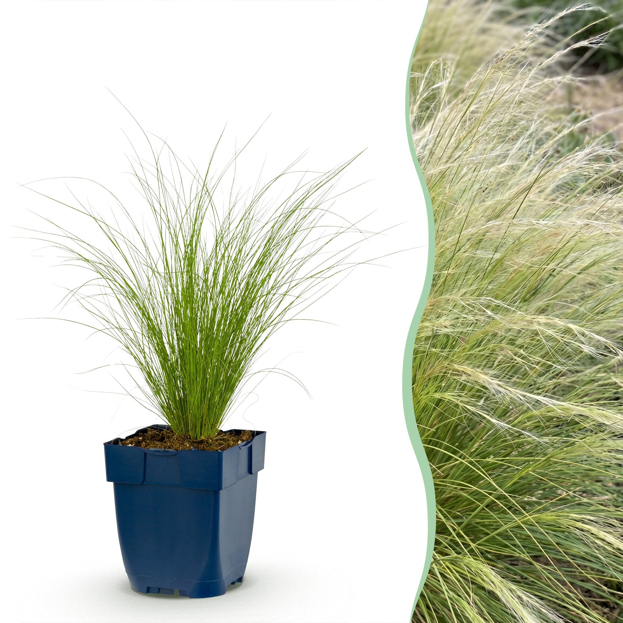 Grassen - Stipa tenuissima Ponytails - Vedergras - Groenblijvend - Groen - 12 Planten - Pot 11cm - Hoogte 15-25cm
