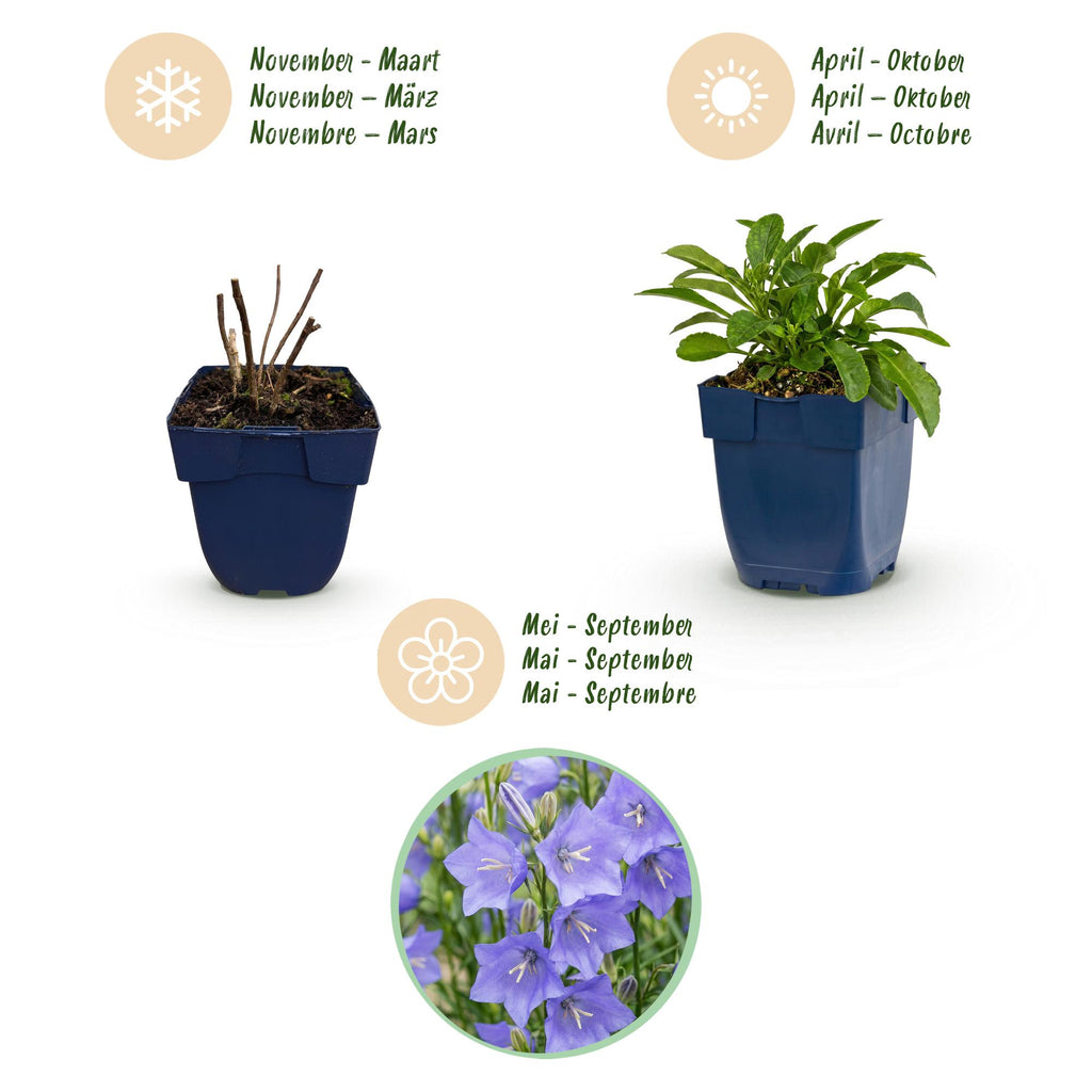 Vasteplant - Campanula persicifolia - Perzikbladklokje - Bijen en Vlinderlokkers - Blauw - 1 Plant - Pot 11cm - Hoogte 15-25cm