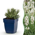 Vasteplant - Lavandula ang. Hidcote - Lavendel - Geurend - Paars - 24 Planten - Pot 11cm - Hoogte 15-25cm
