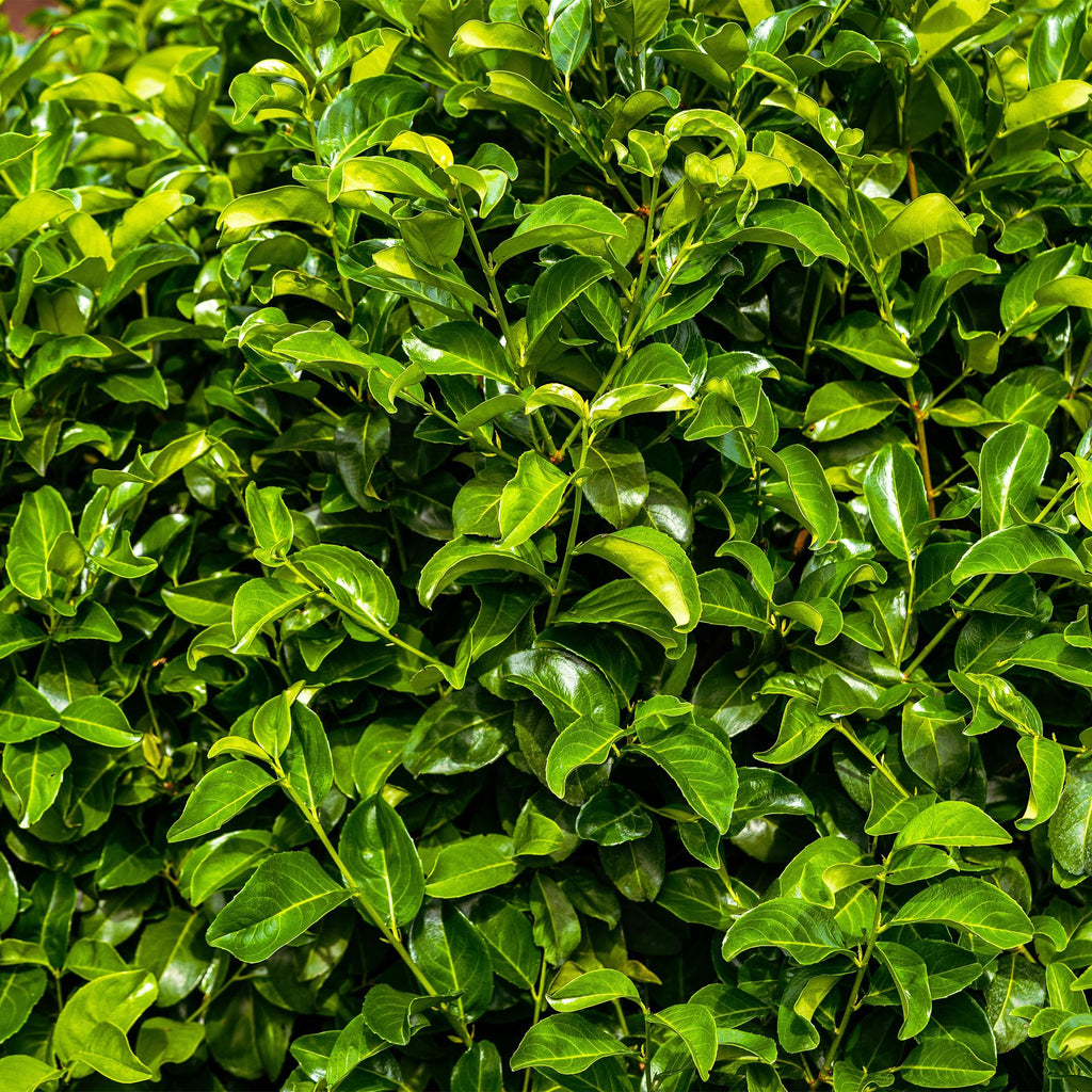 Haagplanten - Prunus laurocerasus Rotundifolia - blad groen - 6 planten - 1 strekkende meter - groenblijvend - pot 17cm hoogte 50cm