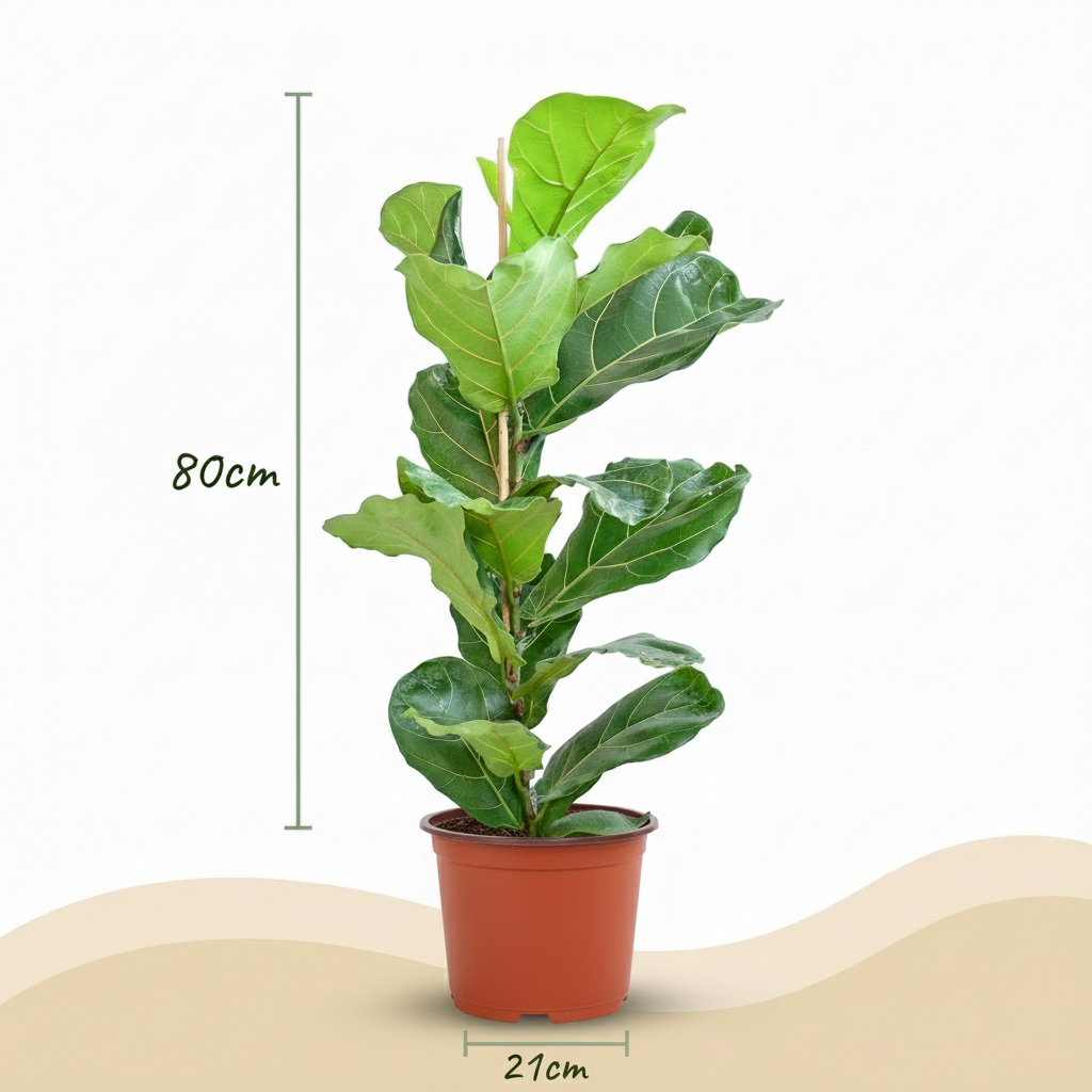 Kamerplant - Vioolbladplant - Ficus Lyrata - Groen - Weinig onderhoud - 1 Plant - Pot 21cm - Hoogte 75 - 85cm