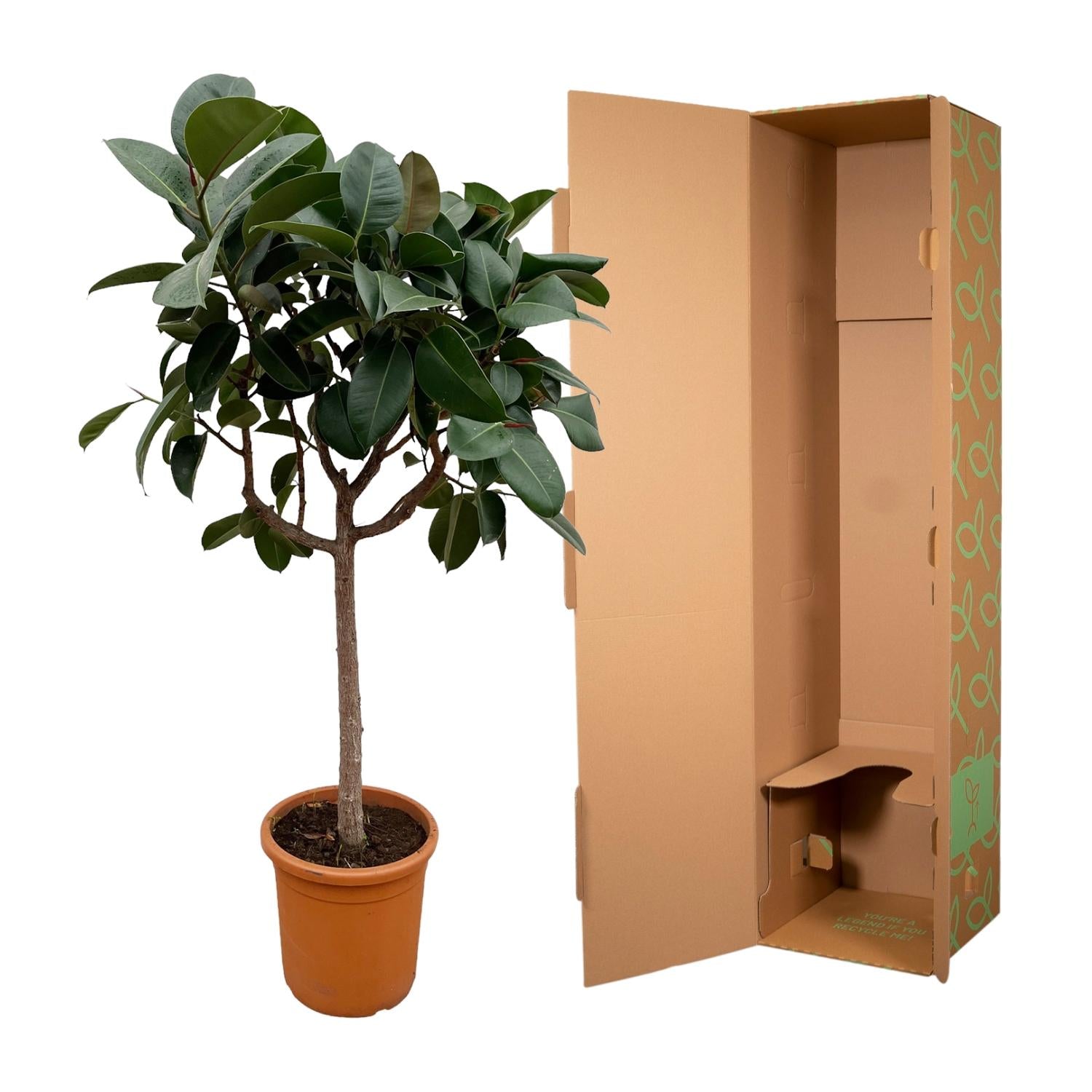 Ficus Elastica Robusta op stam - 190 cm -  ø35-40cm