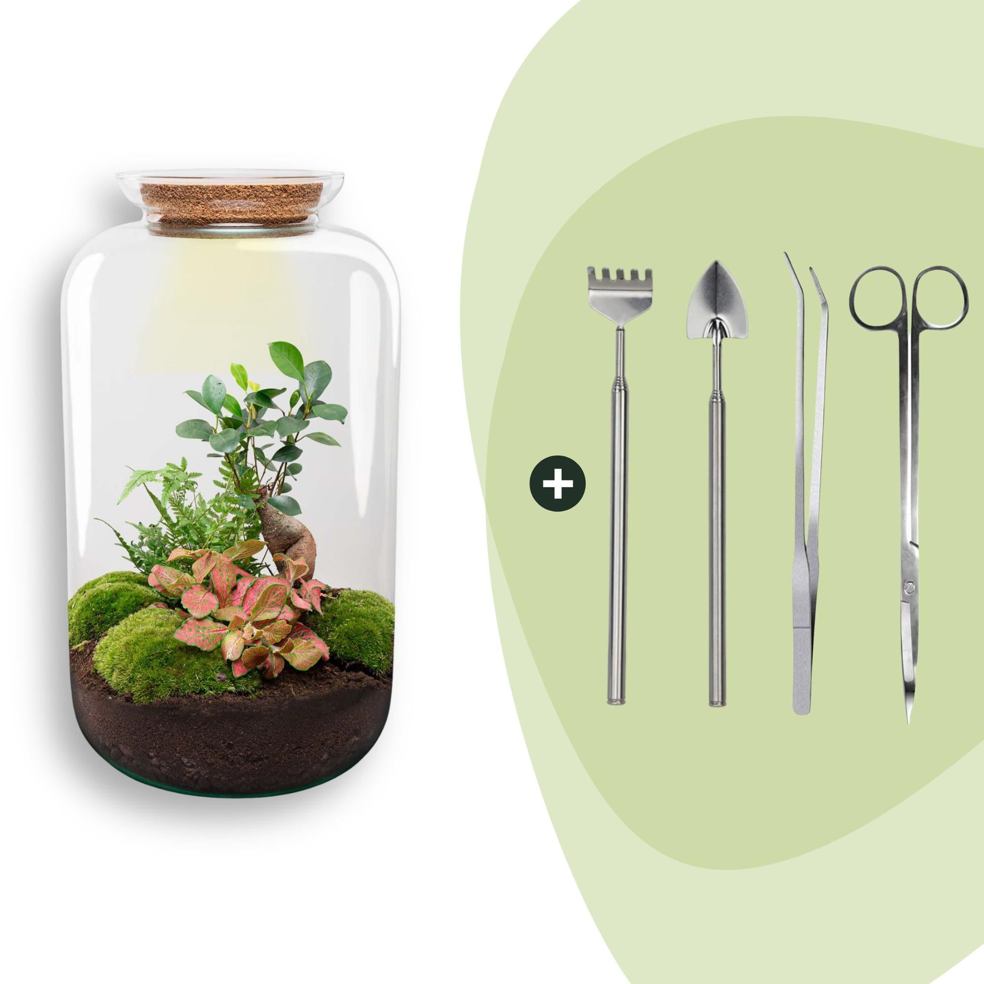 DIY terrarium - Sven XL Bonsai - Met verlichting - ↕ 43 cm - Rake + Shovel + Tweezer + Scissors