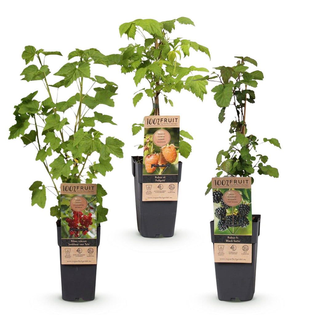 Fruitplant - Ribes-Rubes Mix - Tricolour - Winterhard - Rode Bes - Zwarte Braam - Gele Framboos - 3 Planten - Pot 15cm - Hoogte 50cm