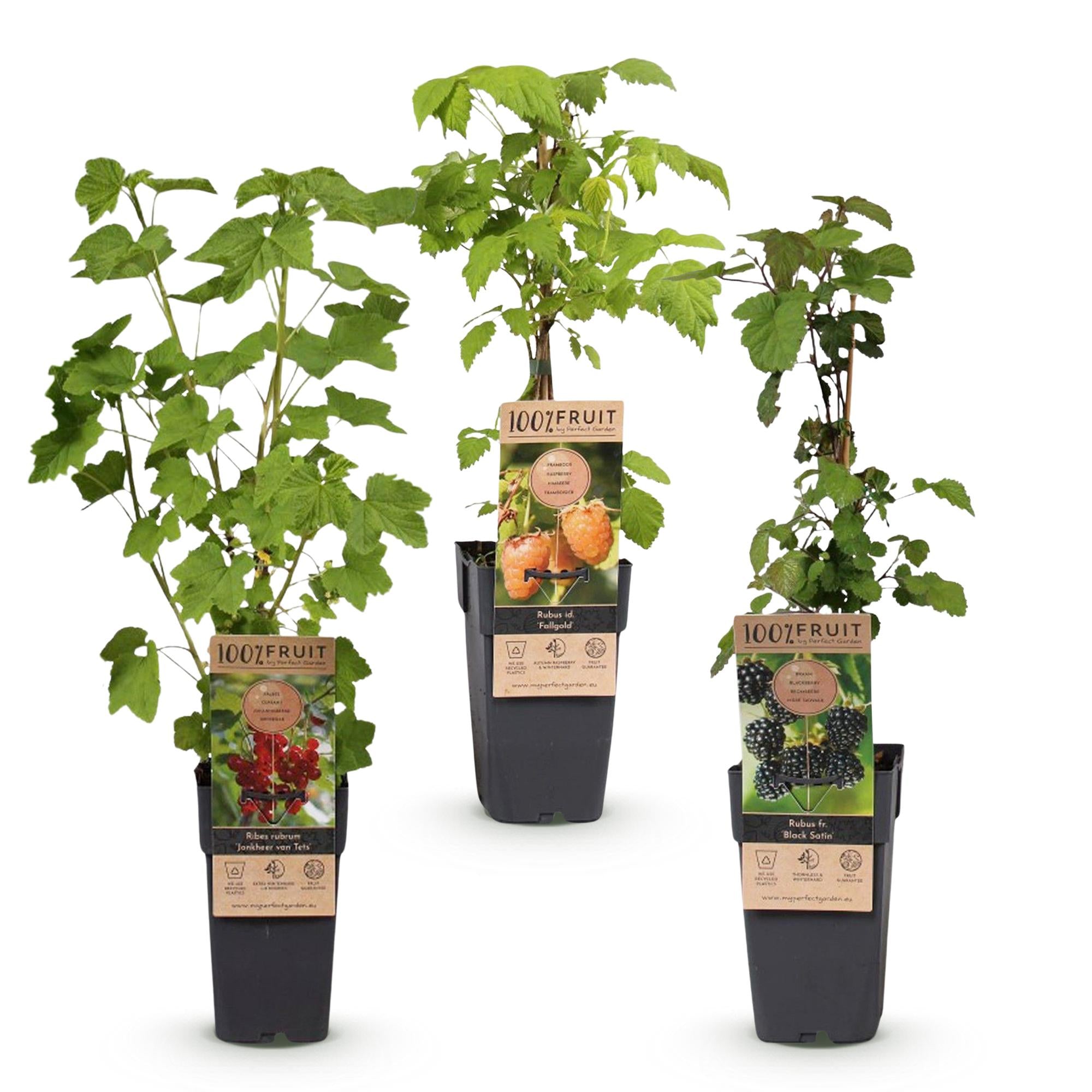 Fruitplant - Ribes-Rubes Mix - Tricolour - Winterhard - Rode Bes - Zwarte Braam - Gele Framboos - 3 Planten - Pot 15cm - Hoogte 50cm